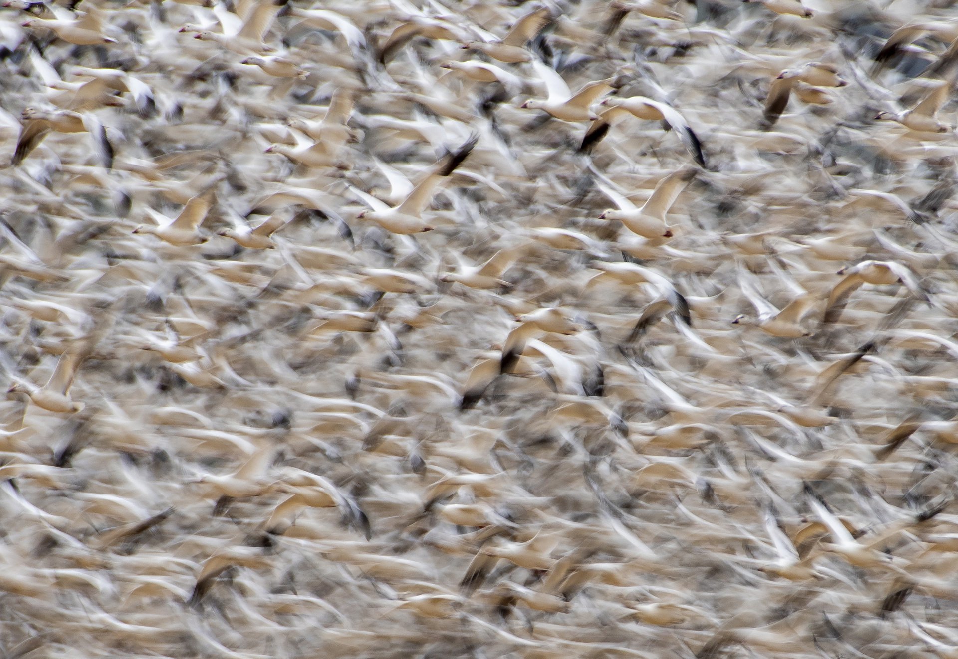 Snow Geese